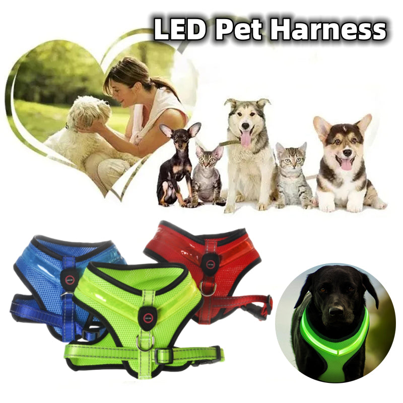 Why Every Dog Deserves a Safe and Stylish Evening Walk Deserves a Safe and Stylish Evening Walk